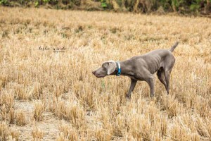 www.timberdoodleweims.net - Gallery- Puppy - 011